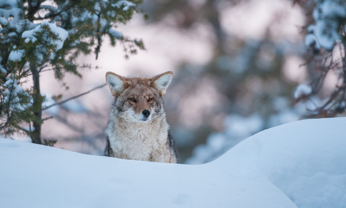 Coyote, Yellowstone National Park, Wyoming