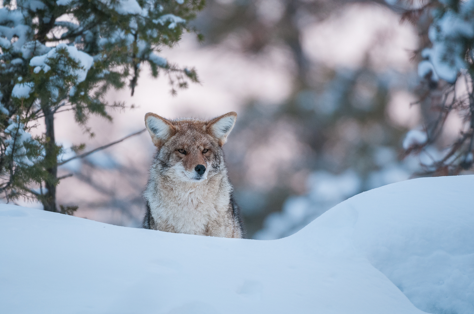 Coyote, Yellowstone National Park, Wyoming