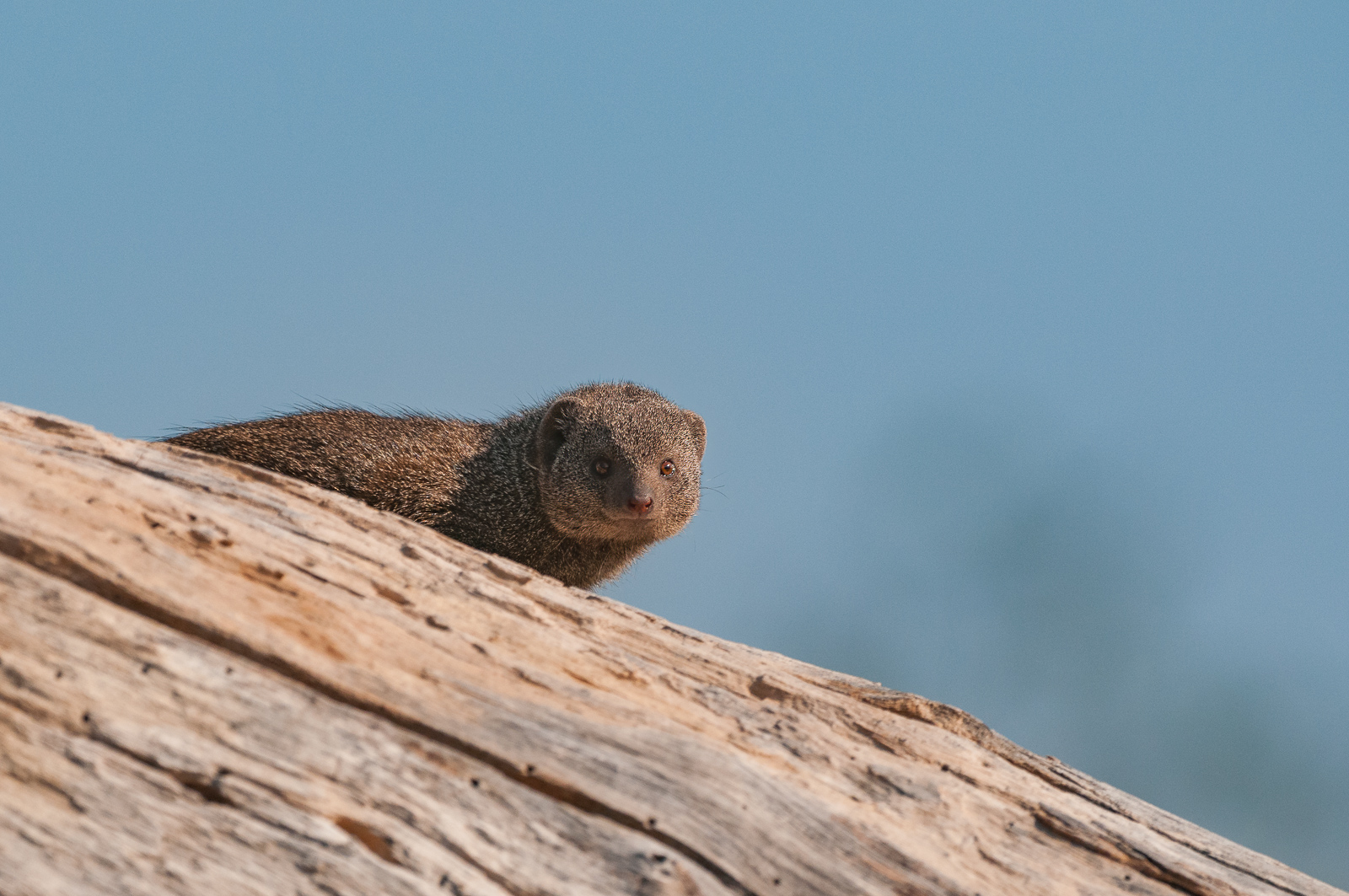 Dwarf Mongoose, Okavango Delta, Botswana