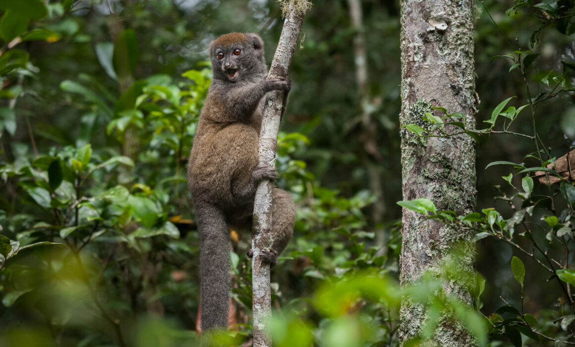 Eastern Lesser Bamboo Lemur, Andisabe-Mantadia National Park, Madagascar