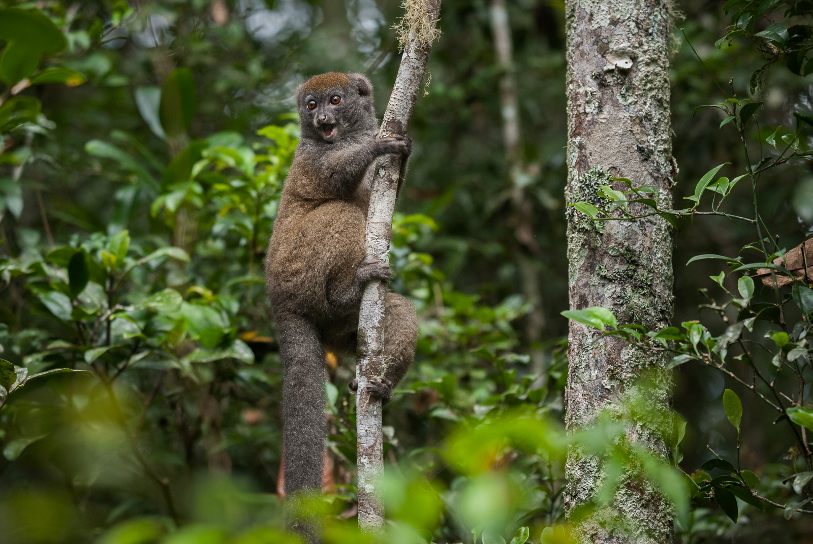 Eastern Lesser Bamboo Lemur, Andisabe-Mantadia National Park, Madagascar