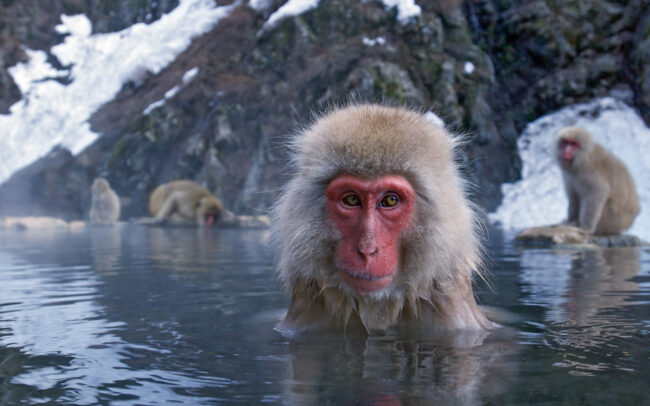 Japanese Macaque • Jigokudani Springs, Nagano, Japan