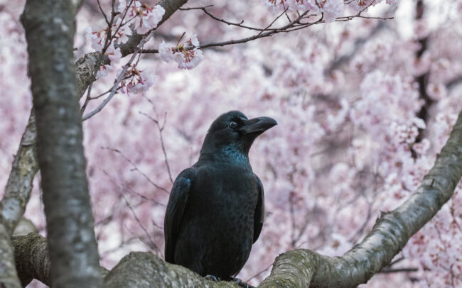 Crow and Cherry Blossoms • Tokyo, Japan