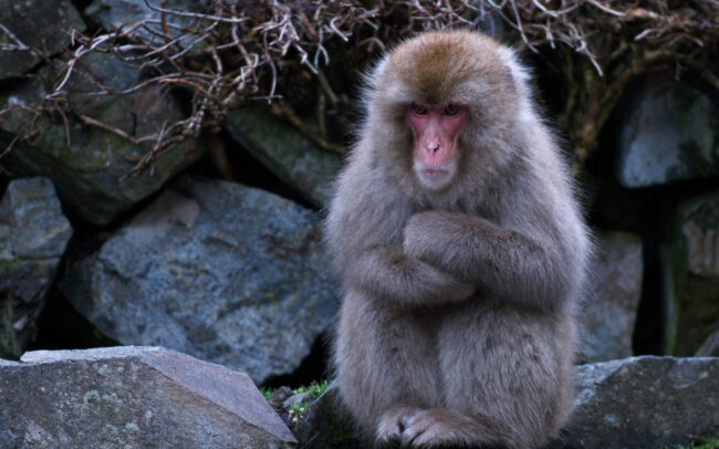 Japanese Macaque • Jigokudani Springs, Nagano, Japan
