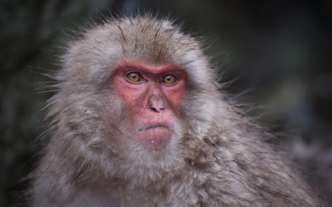 Japanese Macaque • Jigokudani Springs, Nagano, Japan