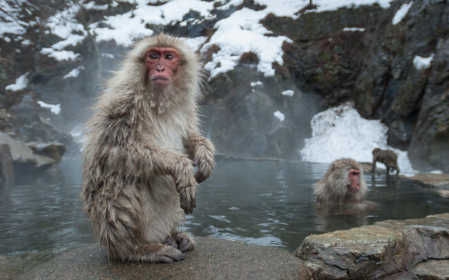 Japanese Macaque • Jigokudani Springs, Nagano, Japan