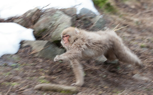 Japanese Macaque • Jigokudani Springs, Nagano, Japan