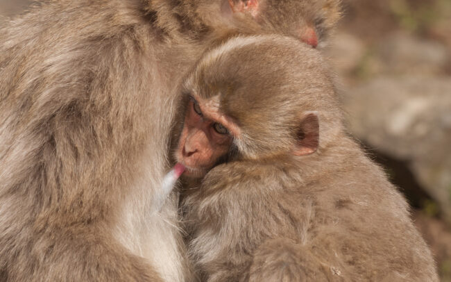 Japanese Macaque • Jigokudani Springs, Nagano, Japan