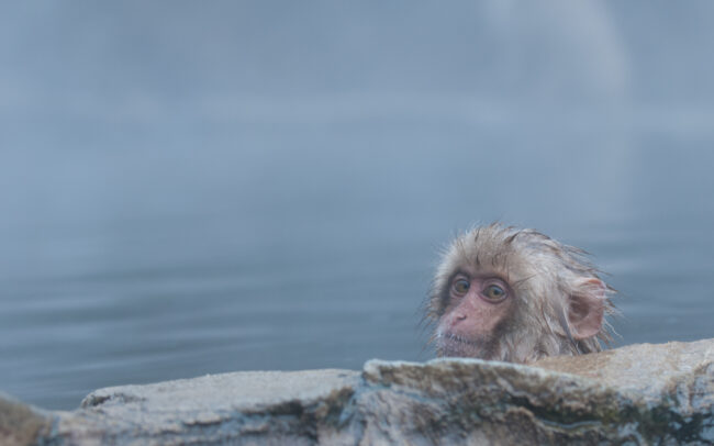 Japanese Macaque • Jigokudani Springs, Nagano, Japan