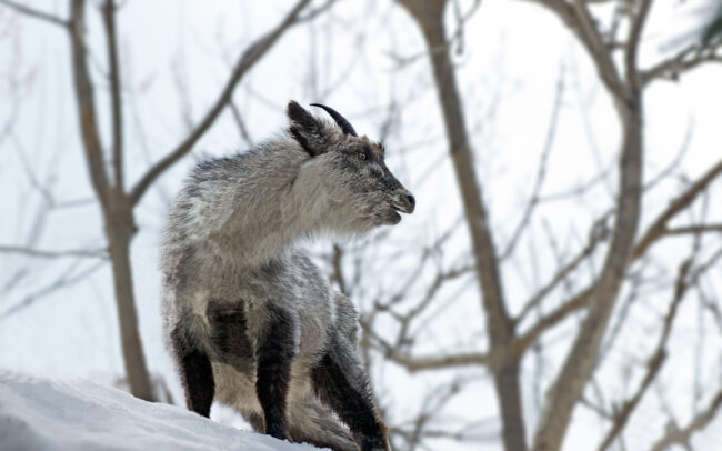Serow • Nagano, Japan