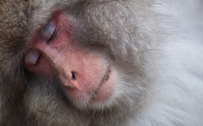 Japanese Macaque • Jigokudani Springs, Nagano, Japan