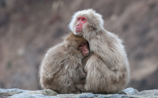 Japanese Macaque • Jigokudani Springs, Nagano, Japan