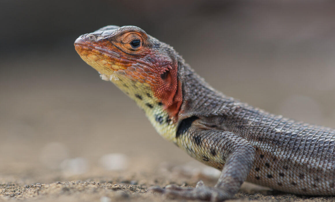 Lava Lizard, Santiago Island, Galápagos Islands, Ecuador