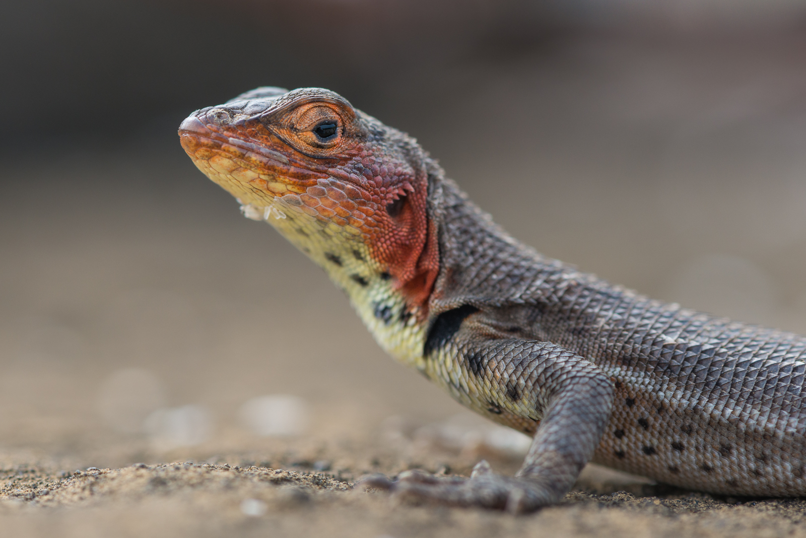 Lava Lizard, Santiago Island, Galápagos Islands, Ecuador