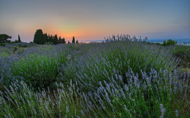 Lavander Field • Hvar, Croatia
