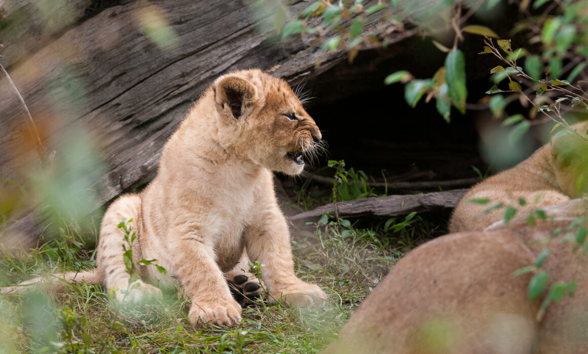 Lion Cub Snarl, Masai Mara, Kenya