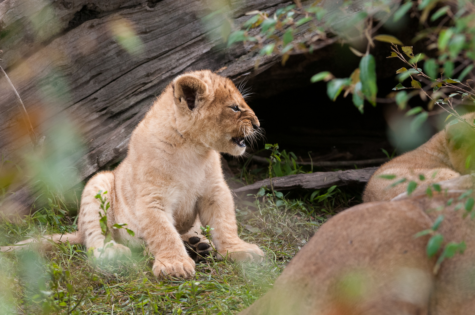 Lion Cub Snarl, Masai Mara, Kenya