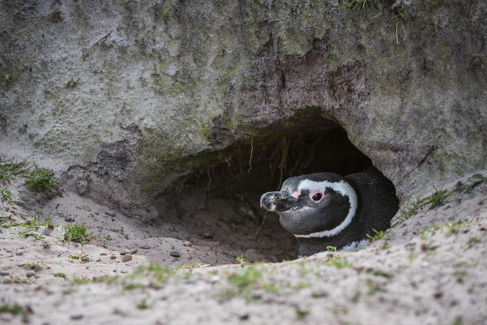 Magellanic Penguin, Saunders Island, Falkland Islands
