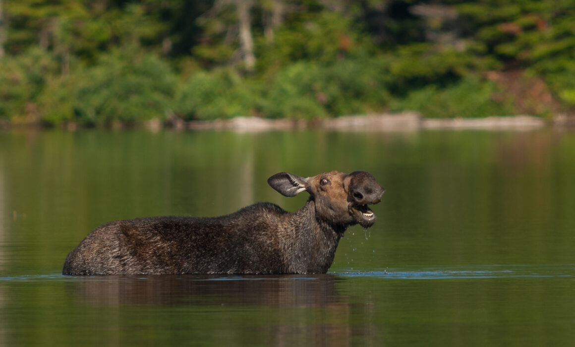 Moose in Lake, Baxter State Park, Maine