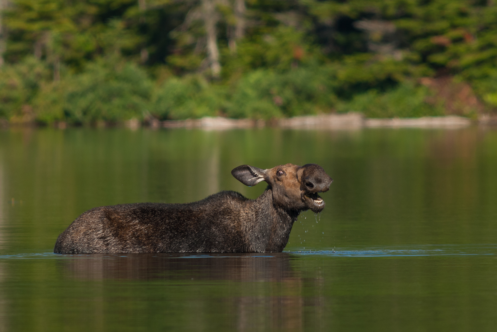 Moose in Lake, Baxter State Park, Maine