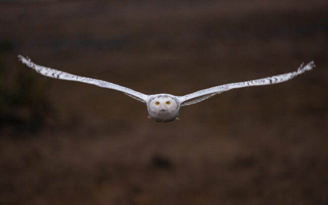Snowy Owl in Flight • Boundary Bay, British Columbia, Canada