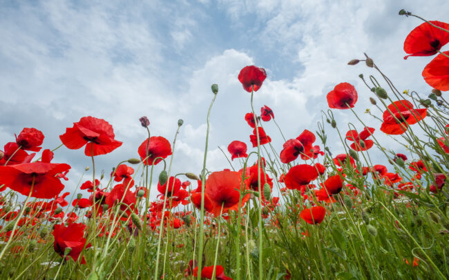 Poppies • Tuscany, Italy