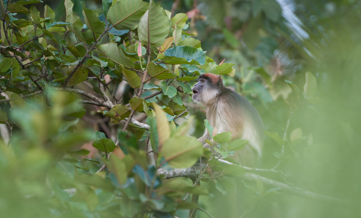Red Colobus Monkey, Kibale National Park, Uganda