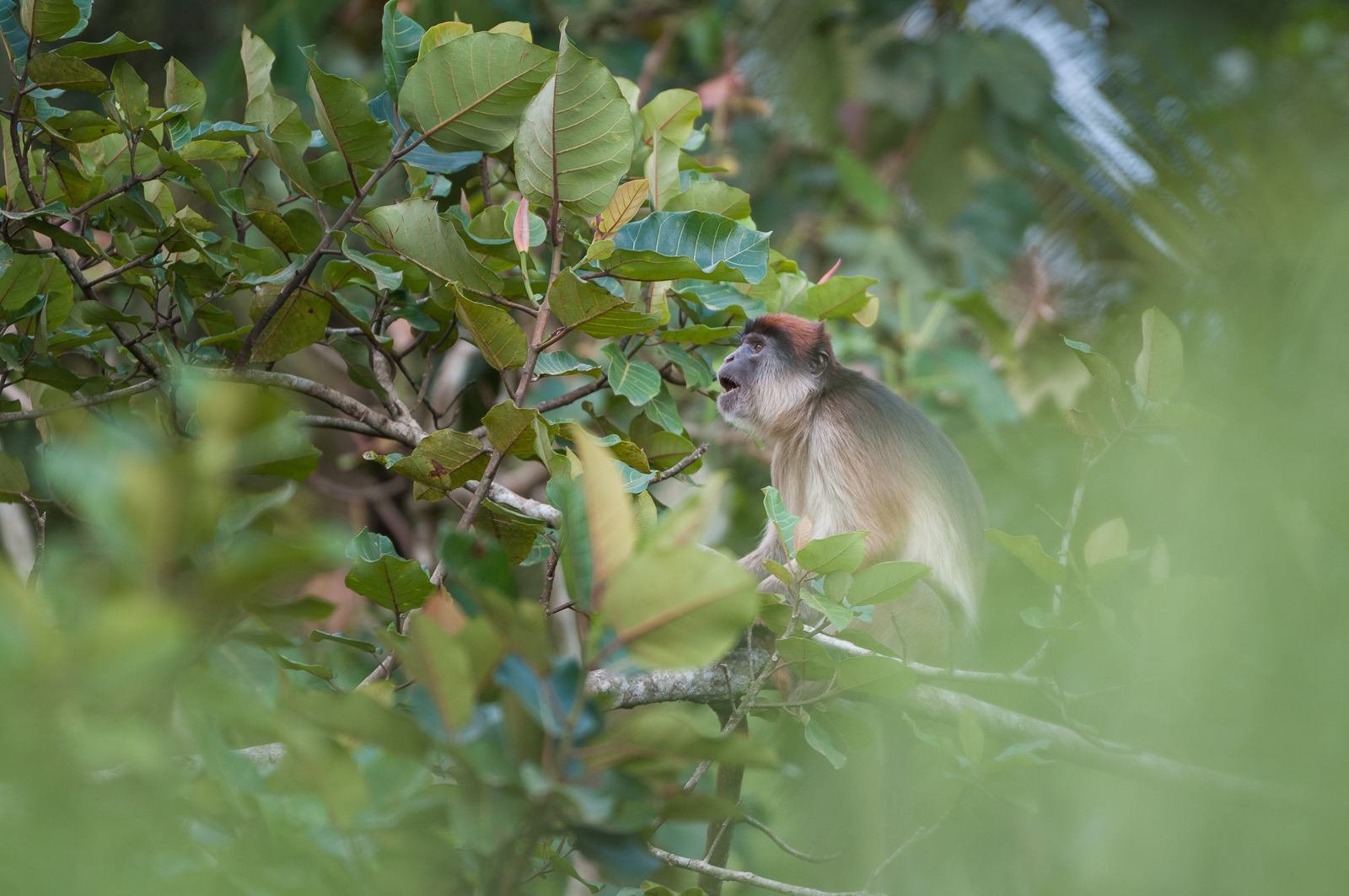 Red Colobus Monkey, Kibale National Park, Uganda