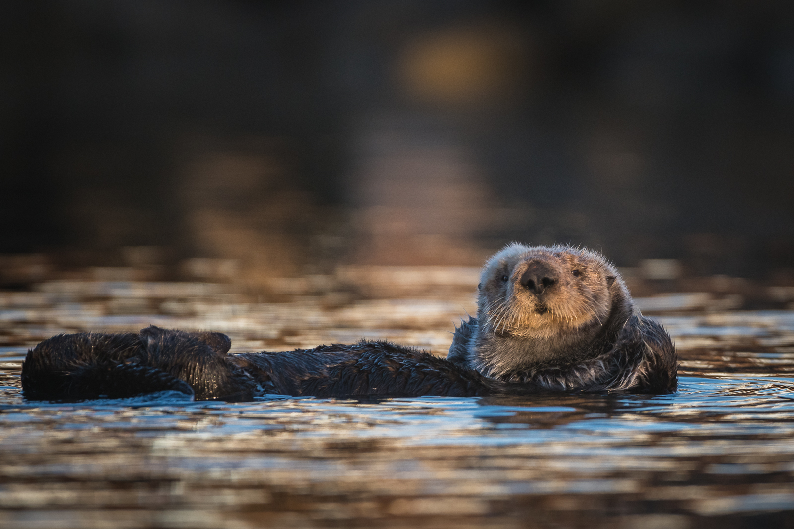 Sea Otter, Morro Bay, California