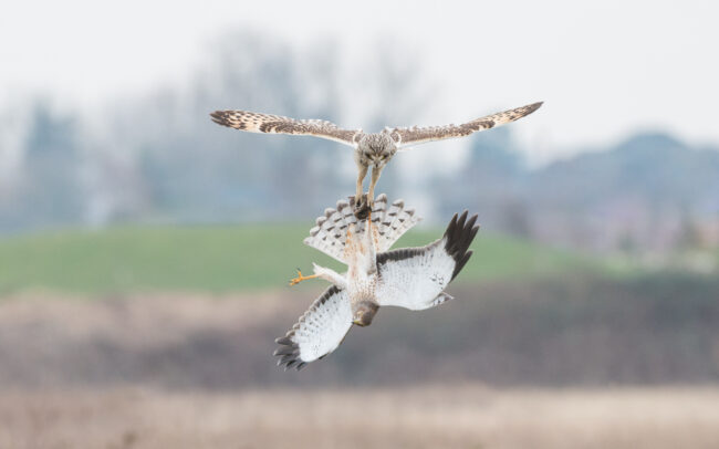Short-Eared Owl and Northern Harrier Hawk • British Columbia, Canada