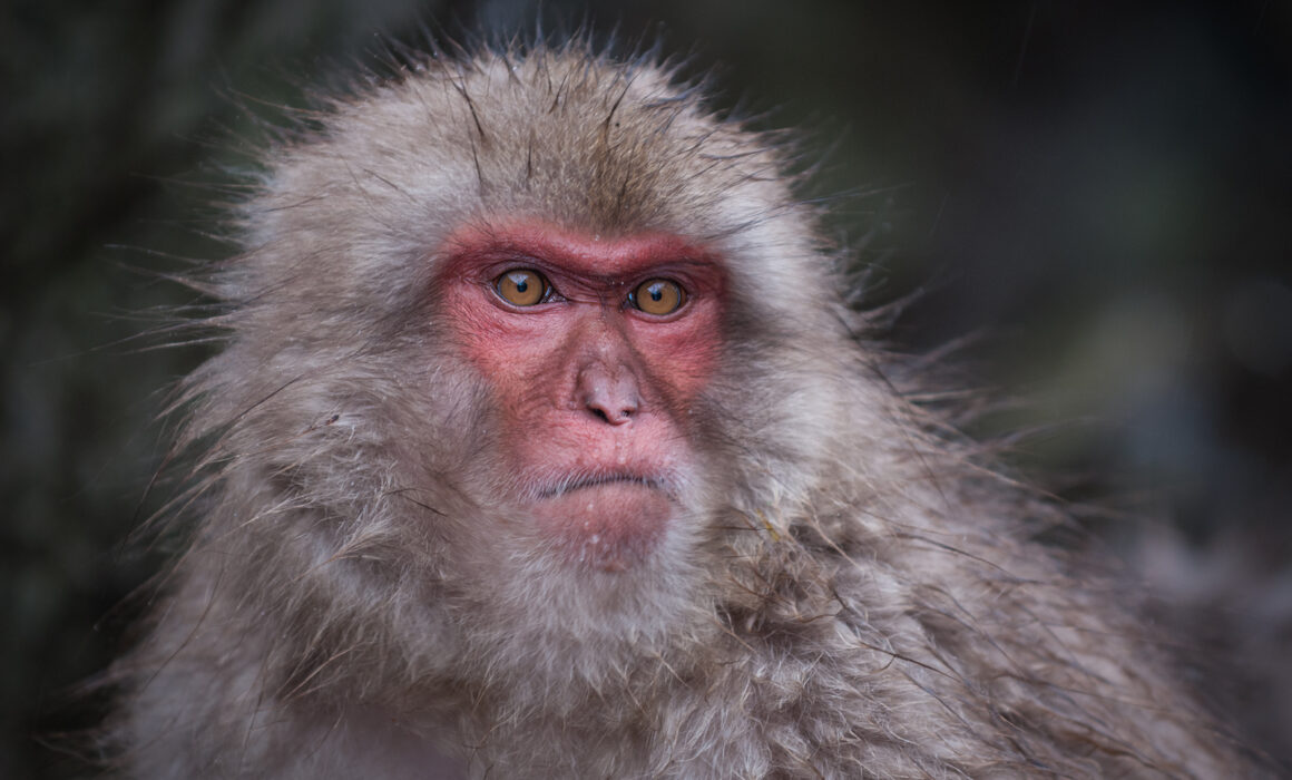 Snow Monkey, Jigokudani Springs, Nagano, Japan