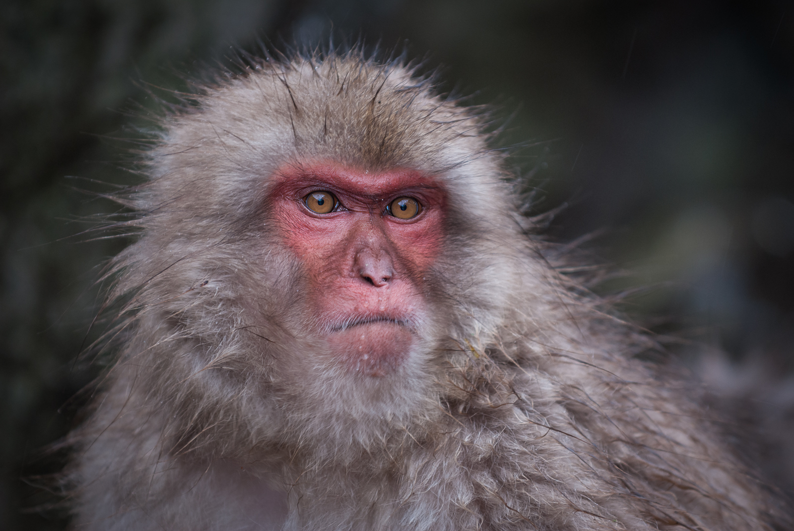 Snow Monkey, Jigokudani Springs, Nagano, Japan