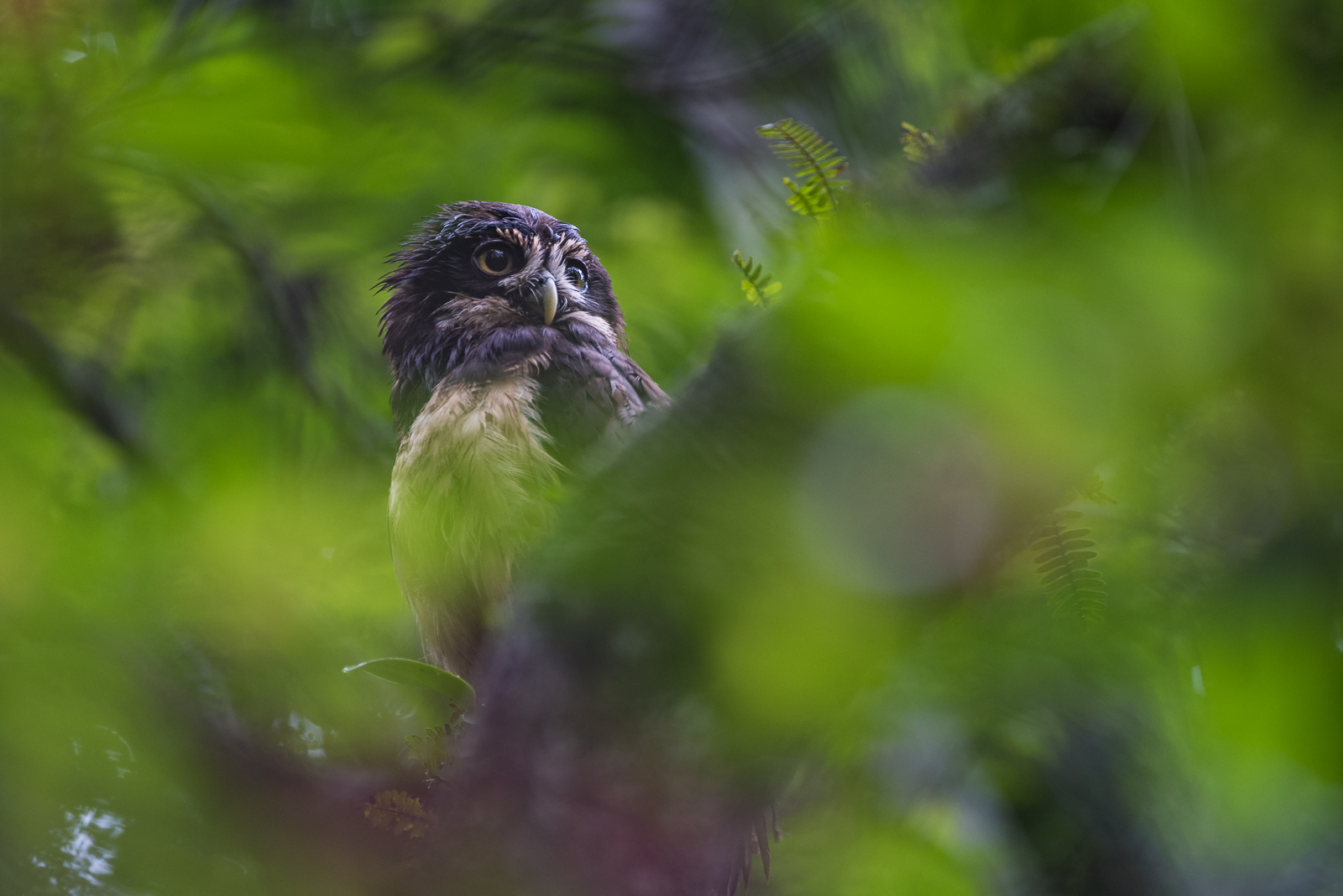 Spectacled Owl, El Valle, Panama