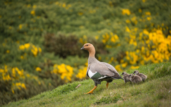 Upland Goose with Chicks • Carcass Island, Falkland Islands