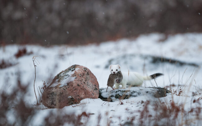Short-Tailed Weasel and Lemming • Seal River, Manitoba, Canada