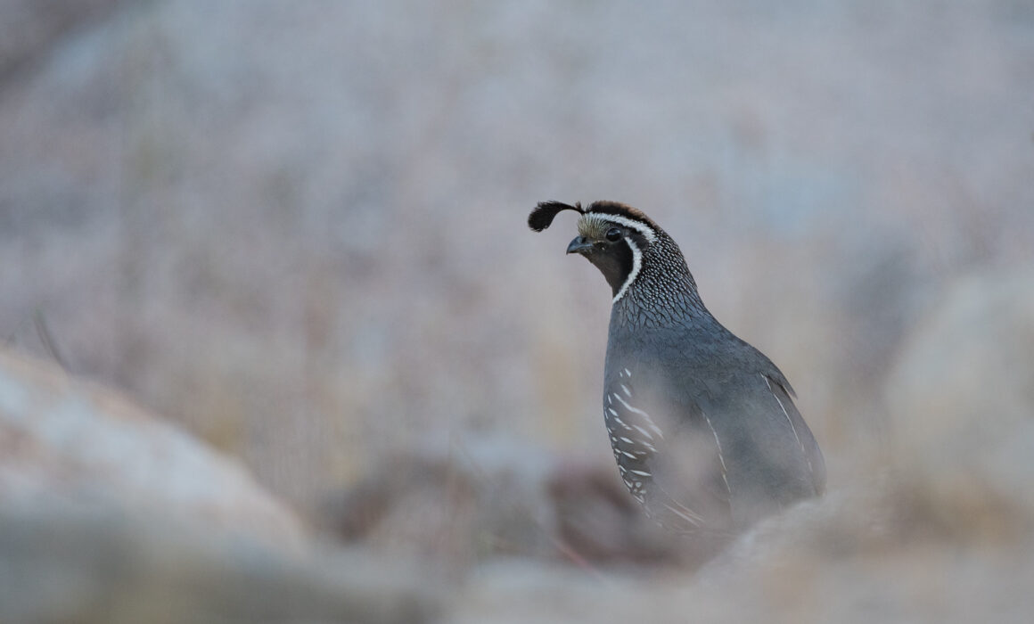 Gambel's Quail, Anza Borrego Desert, California
