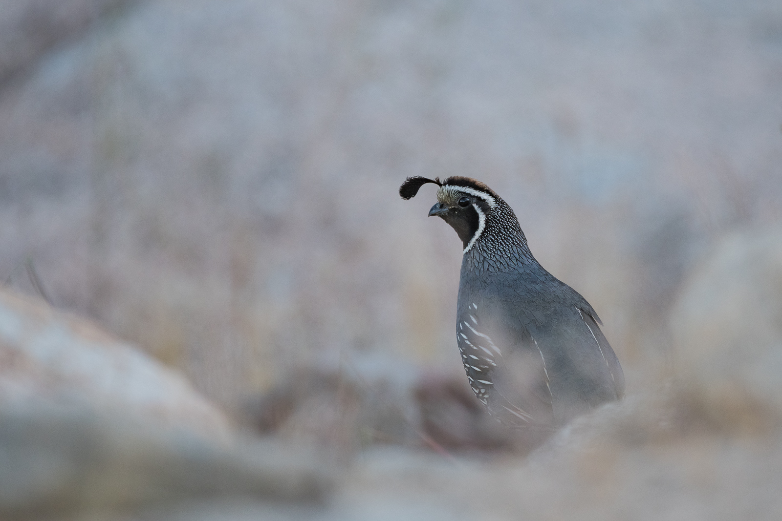 Gambel's Quail, Anza Borrego Desert, California