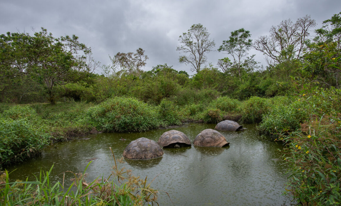 Galápagos Giant Tortoises, Santa Cruz Highlands, Galápagos Islands, Ecuador