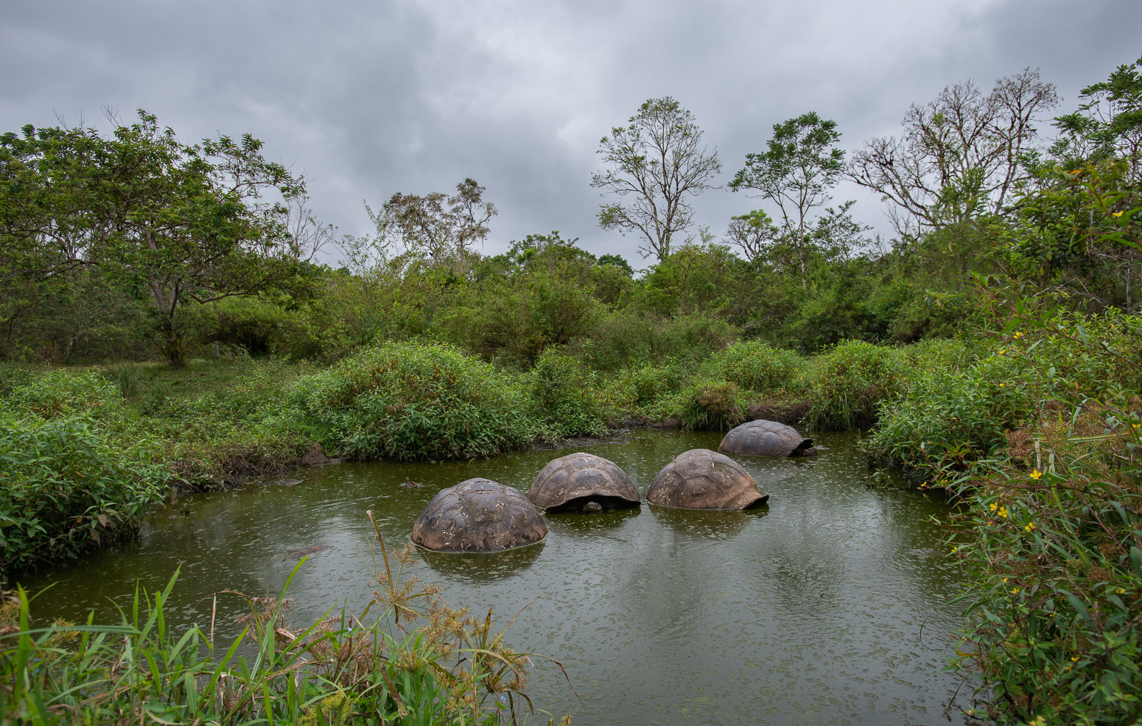 Galápagos Giant Tortoises, Santa Cruz Highlands, Galápagos Islands, Ecuador