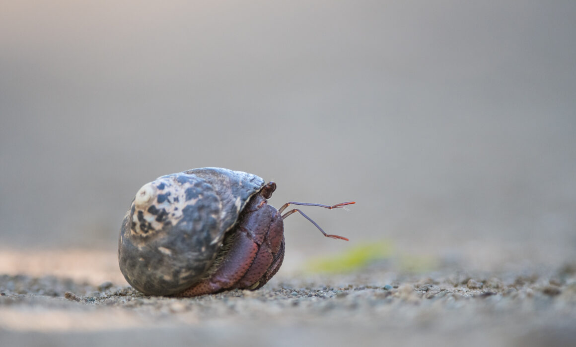 Caribbean Hermit Crab, St. Barts
