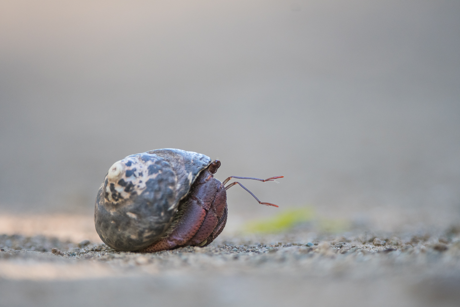 Caribbean Hermit Crab, St. Barts