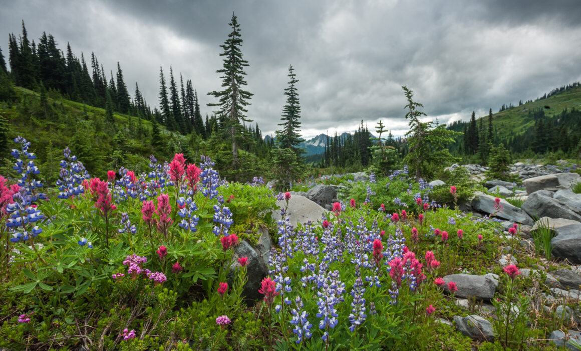 Mount Rainier, Washington