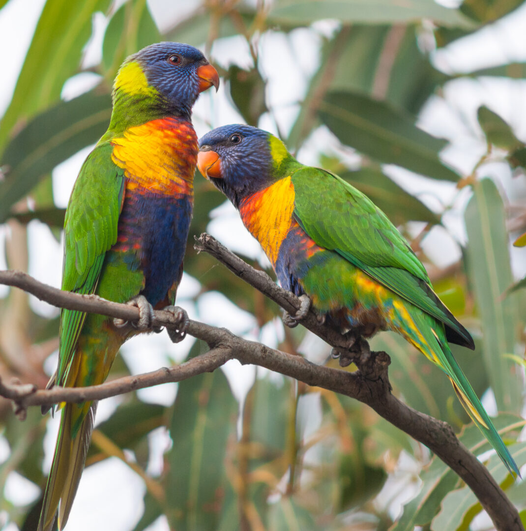 Rainbow Lorikeets, Noosa, Australia