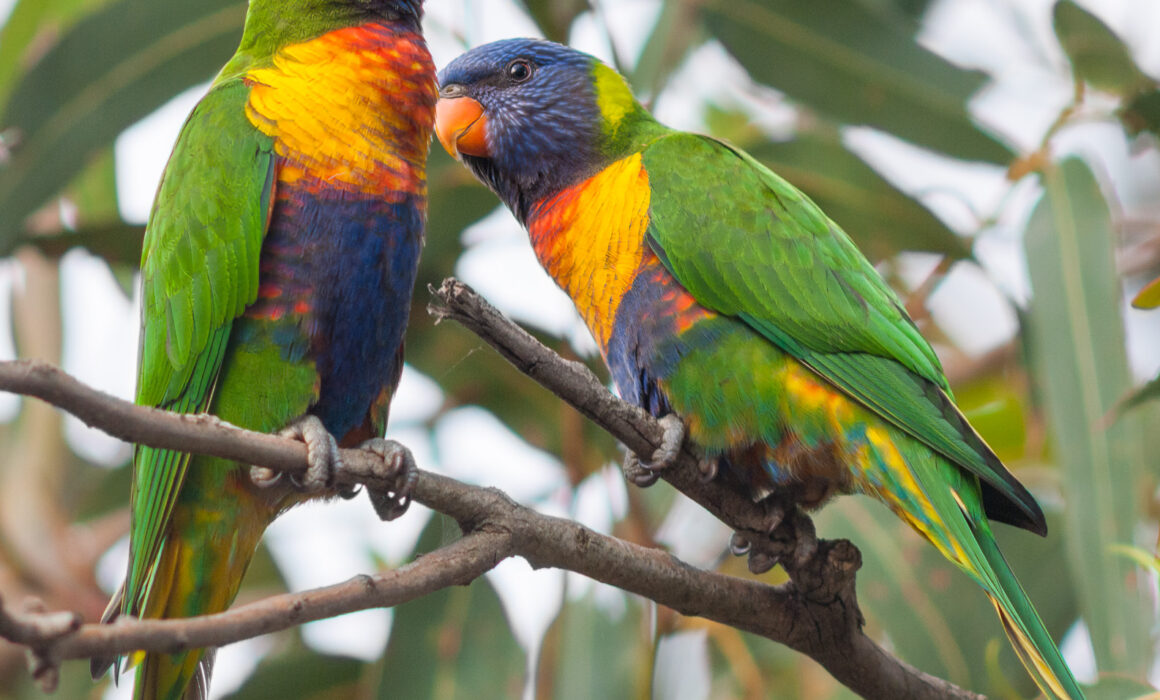 Rainbow Lorikeets, Noosa, Australia
