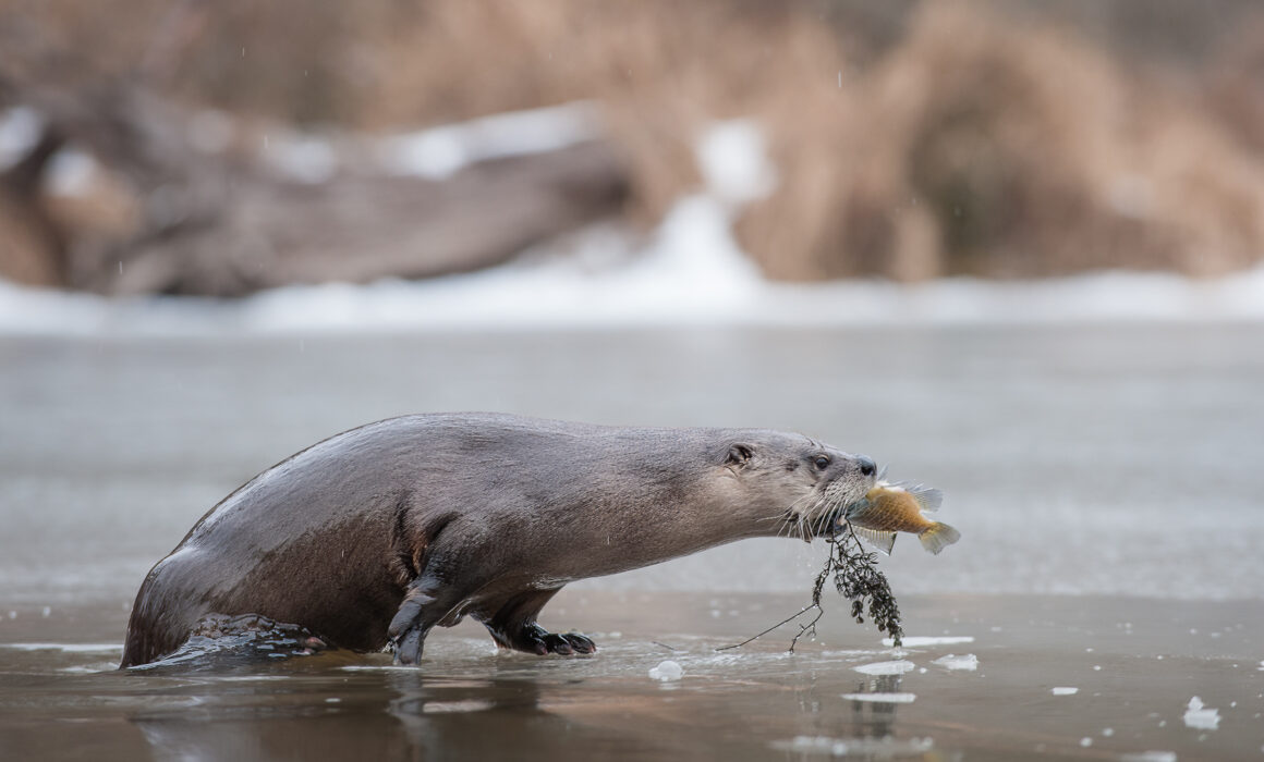 River Otter, Muscatatuck National Wildlife Refuge, Indiana