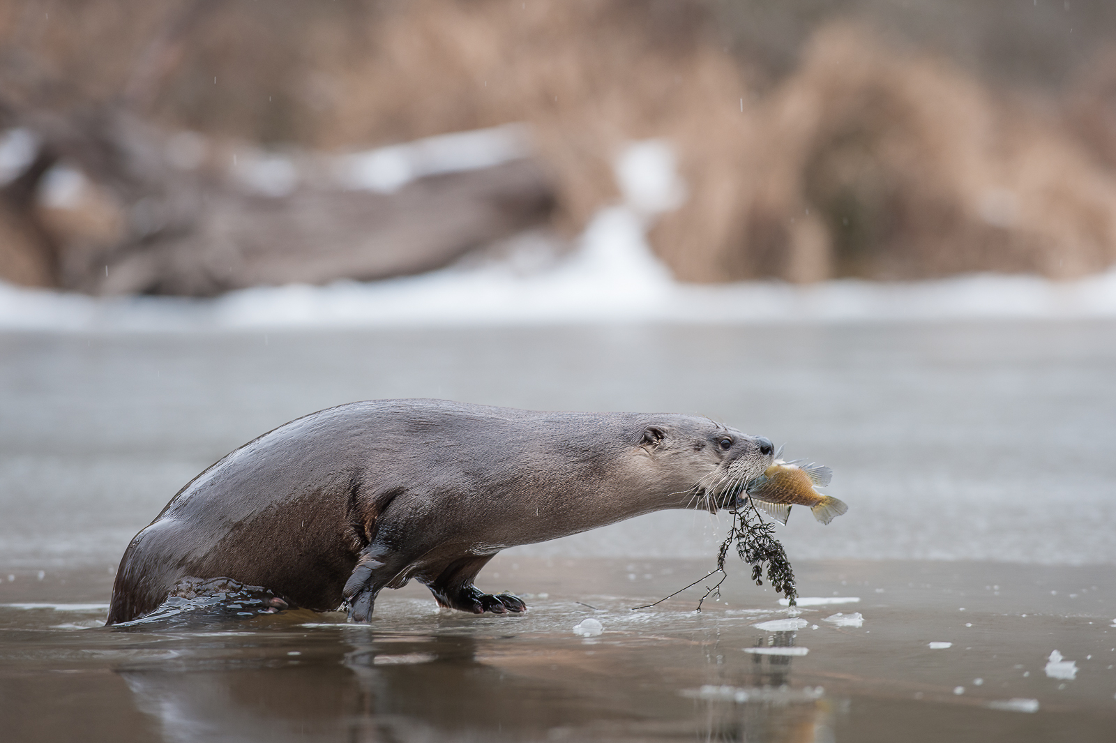 River Otter, Muscatatuck National Wildlife Refuge, Indiana
