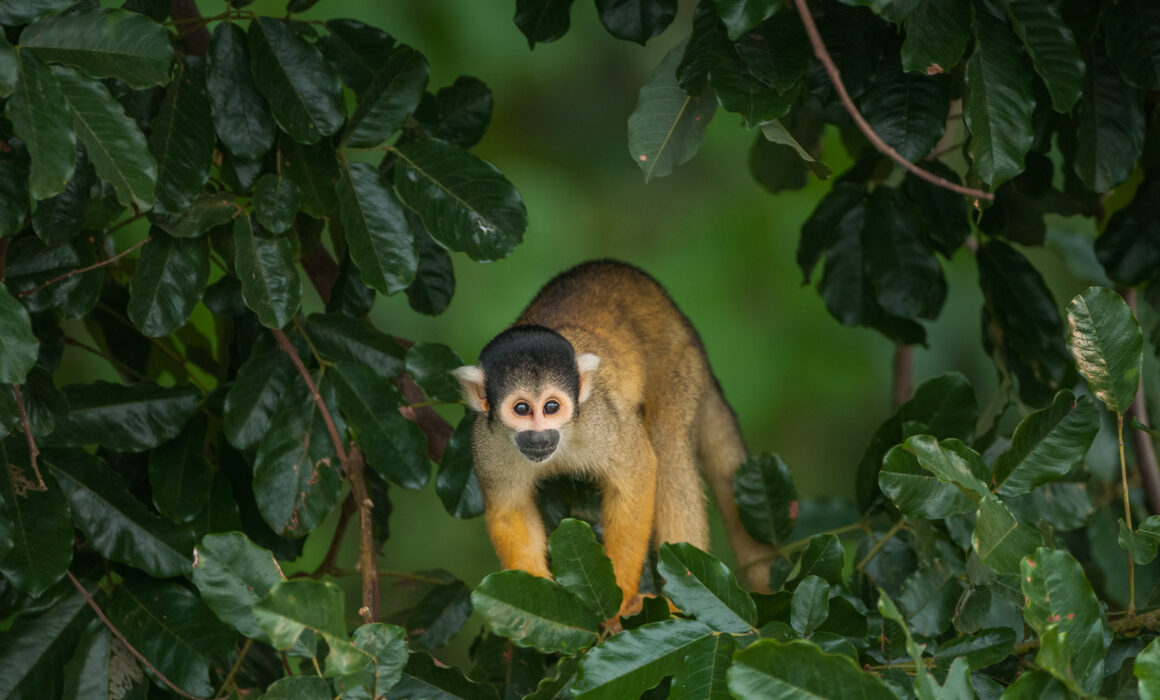 Yellow Squirrel Monkey, Madidi National Park, Bolivia