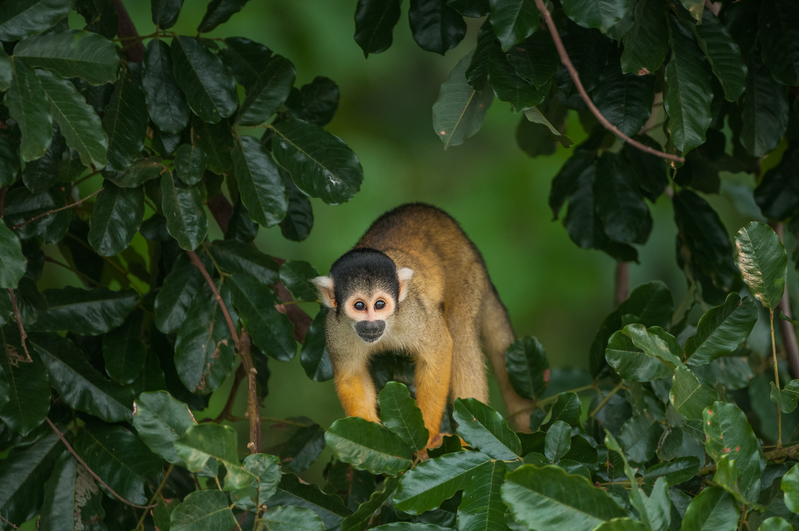 Yellow Squirrel Monkey, Madidi National Park, Bolivia