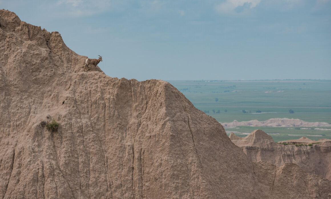 Bighorn Sheep, Badlands National Park, South Dakota