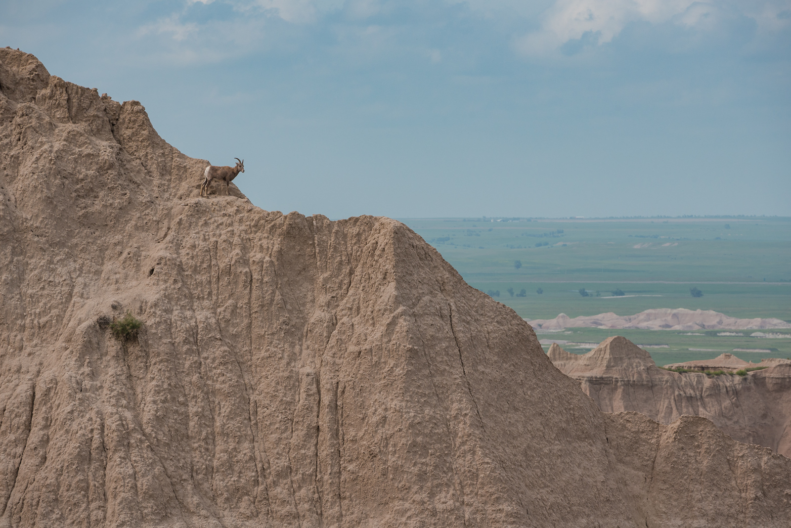Bighorn Sheep, Badlands National Park, South Dakota